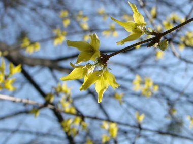 Çalının sarı çiçeklerinin makro görüntüsü..