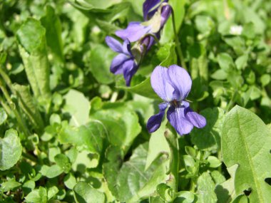 Viola reichenbachiana. Çok renkli çiçekli Viola bitkisi, Yaygın Violet, Viola üç renkli, nonoş çiçekleri, viyola wittrockiana