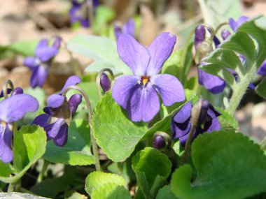 Viola reichenbachiana. Çok renkli çiçekli Viola bitkisi, Yaygın Violet, Viola üç renkli, nonoş çiçekleri, viyola wittrockiana
