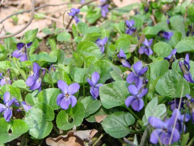 Viola reichenbachiana. Çok renkli çiçekli Viola bitkisi, Yaygın Violet, Viola üç renkli, nonoş çiçekleri, viyola wittrockiana