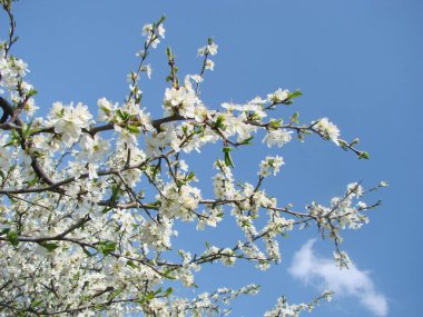 Bir dalda beyaz çiçekler, baharın başında Blackthorn çiçek açar.