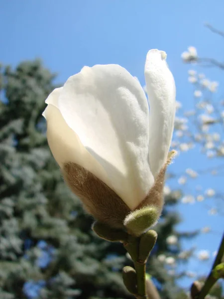 White Magnolia Flower Sky Close — Stock Photo, Image