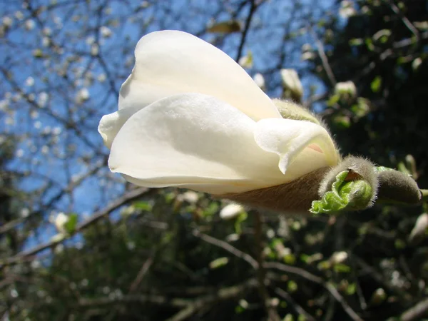 Hvid Magnolia Blomst Mod Himlen Close - Stock-foto