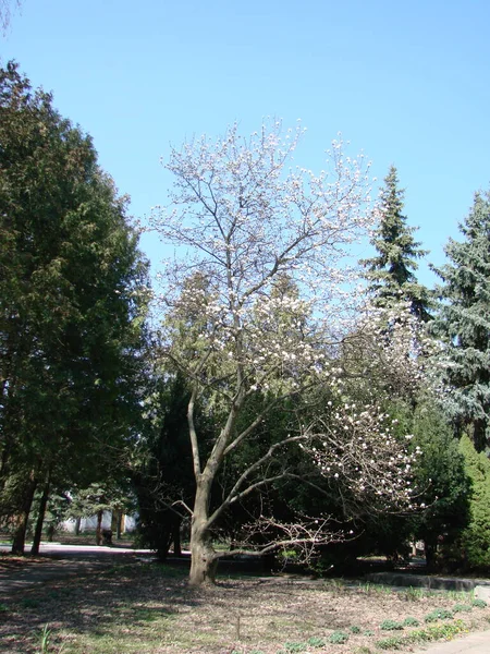 Grote Boom Witte Magnolia Bloem Bloeien Tegen Hemel — Stockfoto