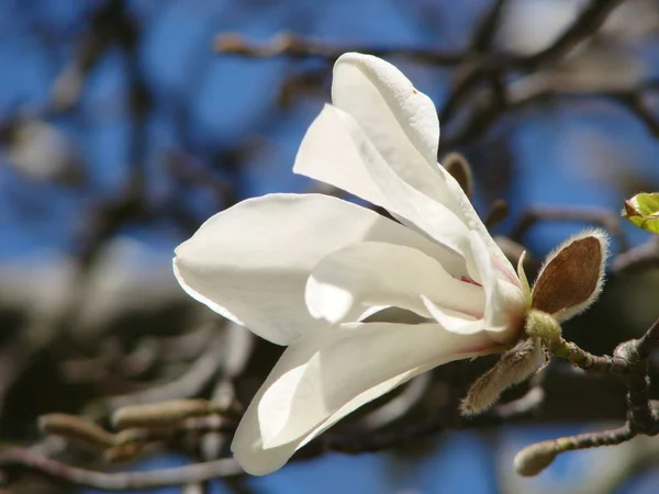 White Magnolia Flower Sky Close — Stock Photo, Image