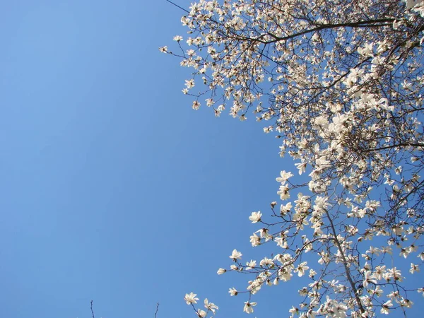 Großer Baum Weiße Magnolienblüte Blüht Gegen Den Himmel — Stockfoto