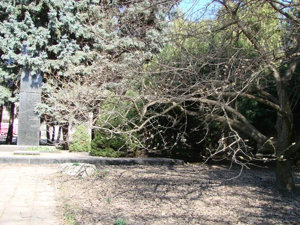 Piękne Drzewo Magnolii Pączkami Koncepcja Nadejścia Wiosny Przebudzenie Natury Jasne — Zdjęcie stockowe
