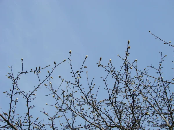 Árbol Grande Flor Blanca Magnolia Que Florece Contra Cielo — Foto de Stock