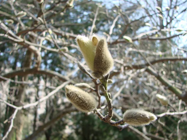 Een Prachtige Magnolia Boom Met Knoppen Het Concept Van Komst — Stockfoto