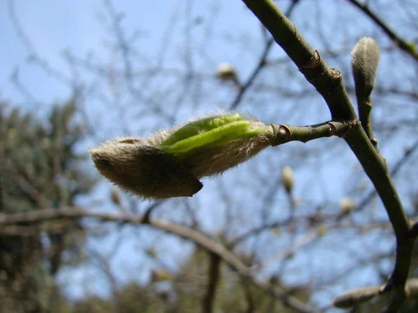 Ein Schöner Magnolienbaum Mit Knospen Das Konzept Des Kommenden Frühlings — Stockfoto