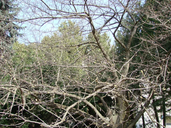 Красивое Дерево Магнолии Бутонами Концепция Прихода Весны Пробуждение Природы Ярко — стоковое фото