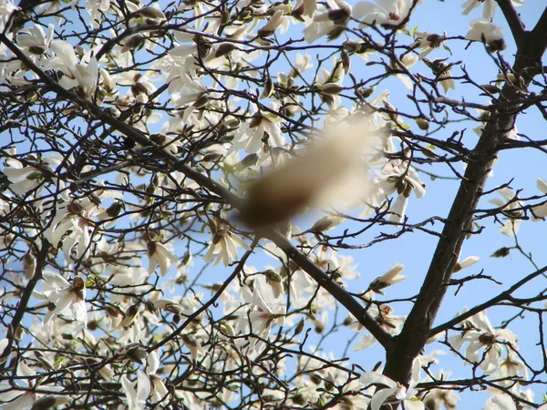 Flor Blanca Magnolia Sobre Fondo Flores Blancas Borrosas Magnolia — Foto de Stock