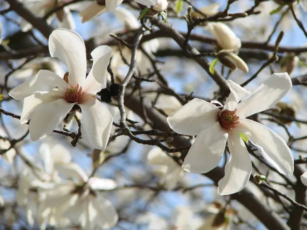 Fleurs Blanches Magnolia Sur Fond Fleurs Blanches Floues Magnolia — Photo