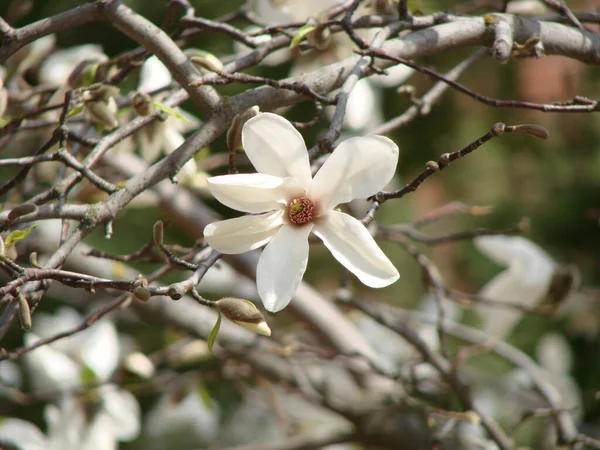 White Magnolia Flower Bloom Background Blurry White Magnolia Flowers — Stock Photo, Image