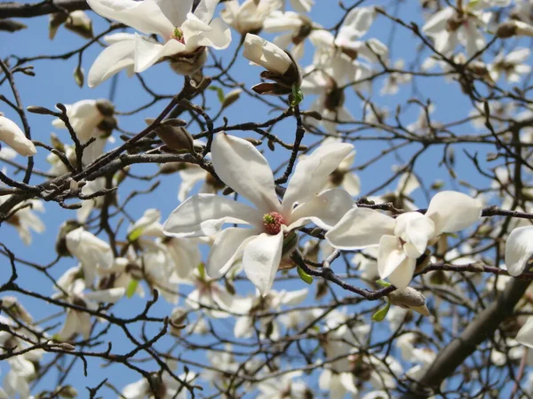 Floraison Magnolia Tulip Tree Magnolia Chinoise Fleur Soulangeana — Photo