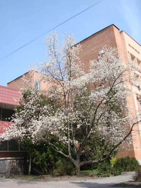 Großer Baum Weiße Magnolienblüte Blüht Gegen Den Himmel — Stockfoto