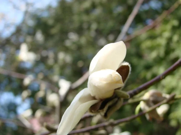 Blommande Magnolia Tulip Tree Kinesisk Magnolia Soulangeana Blomma — Stockfoto