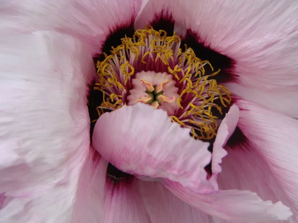 Flor Peonía Rosa Paeonia Suffruticosa Jardín Símbolo Importante Cultura China — Foto de Stock