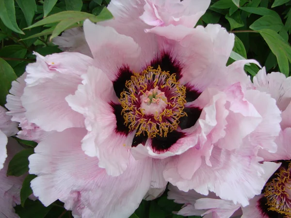 Цветок Розового Пиона Paeonia Suffruticus Саду Важный Символ Китайской Культуры — стоковое фото