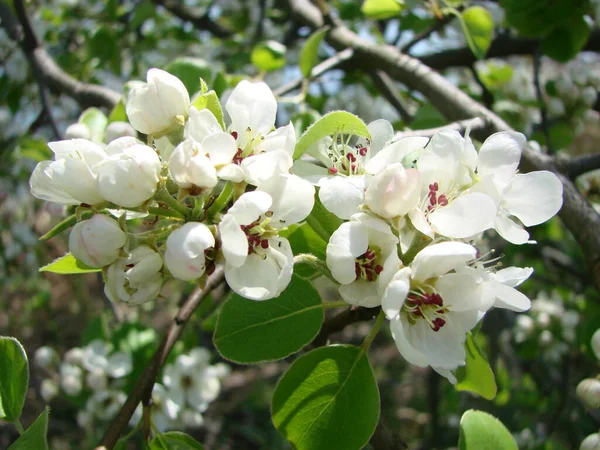 Polinización Flores Por Peras Abejas Flores Pera Blanca Una Fuente — Foto de Stock