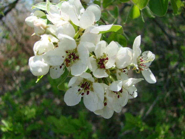 Pollinisation Des Fleurs Par Les Poires Abeilles Les Fleurs Poire — Photo