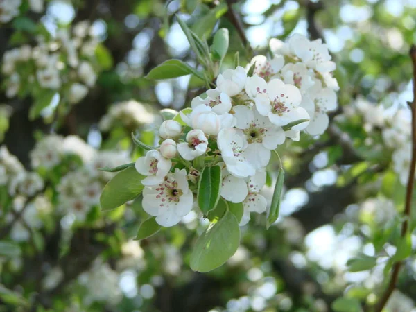 ミツバチの梨による花の受粉 白梨の花は蜂の蜜源です 果樹の受粉 — ストック写真