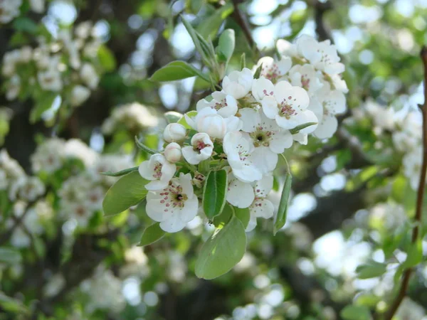 Polinización Flores Por Peras Abejas Flores Pera Blanca Una Fuente — Foto de Stock