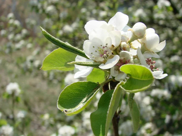 ミツバチの梨による花の受粉 白梨の花は蜂の蜜源です 果樹の受粉 — ストック写真