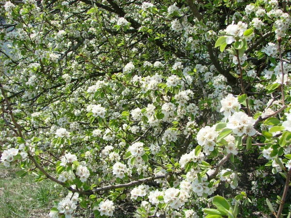 Polinización Flores Por Peras Abejas Flores Pera Blanca Una Fuente — Foto de Stock