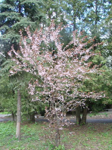 Fleurs Cerisier Blanc Contre Ciel Bleu Printemps — Photo