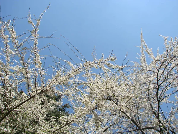 Weiße Kirschblüten Gegen Den Blauen Himmel Frühling — Stockfoto