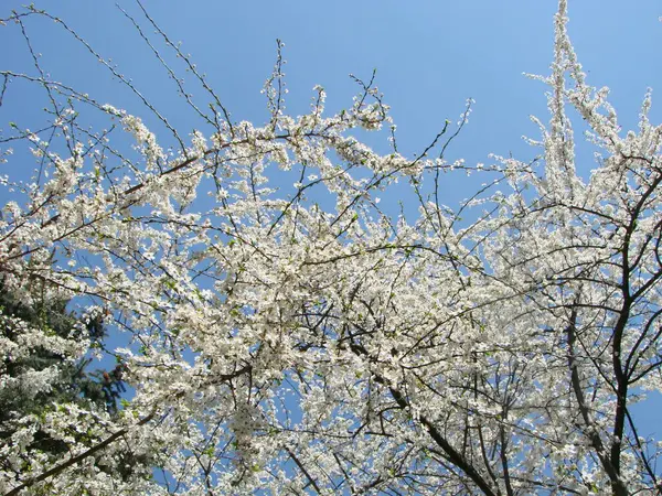 Weiße Kirschblüten Gegen Den Blauen Himmel Frühling — Stockfoto