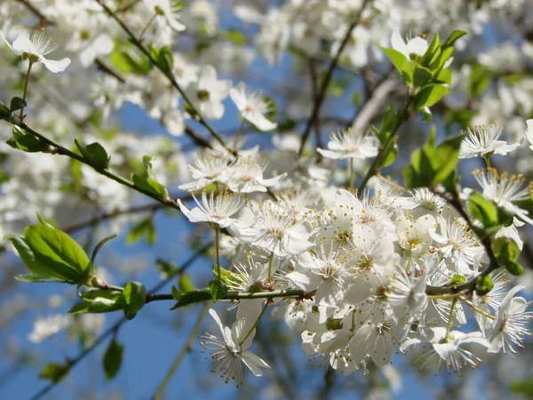 Flores Brancas Cereja Contra Céu Azul Primavera — Fotografia de Stock