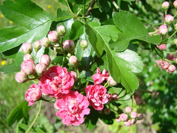 Natürlicher Floraler Hintergrund Blüte Von Doppelrosa Weißdorn Oder Crataegus Laevigata — Stockfoto