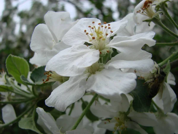 庭でリンゴの木 リンゴの木の花を咲かせます — ストック写真