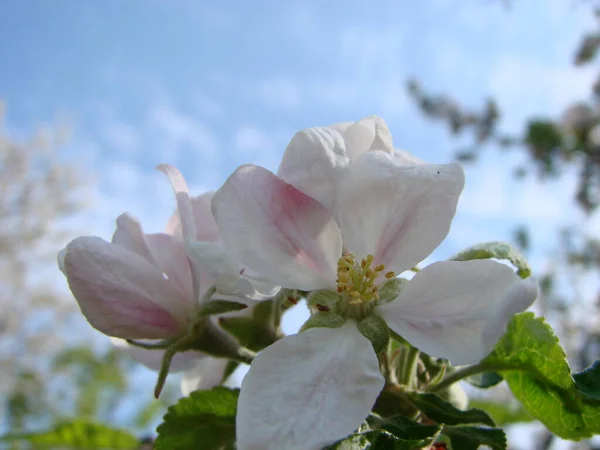Άνοιξη Στον Κήπο Ανθίζει Μια Μηλιά Λουλούδια Μηλιάς — Φωτογραφία Αρχείου