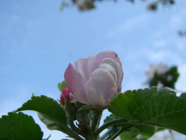 花园里开满了苹果树和苹果树的花朵 — 图库照片