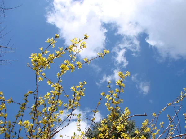 Tiro Macro Das Flores Amarelas Arbusto Forsythia — Fotografia de Stock