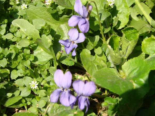 Viola Reichenbachiana Çok Renkli Çiçekli Viola Bitkisi Yaygın Violet Viola — Stok fotoğraf