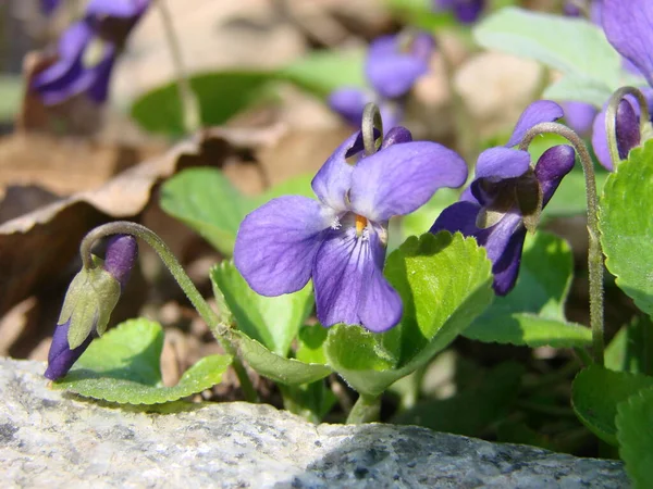 Viola Reichenbachiana Vagyok Viola Növény Többszínű Virágok Közönséges Ibolya Viola — Stock Fotó