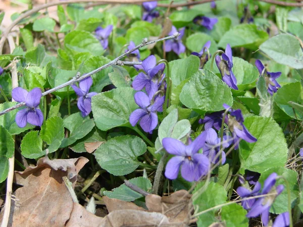 Viola Reichenbachiana Vagyok Viola Növény Többszínű Virágok Közönséges Ibolya Viola — Stock Fotó