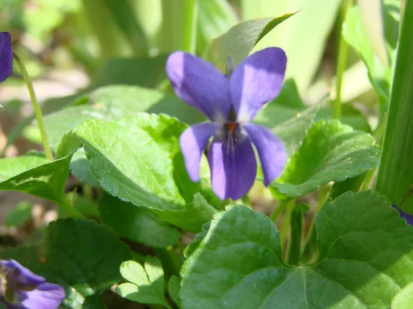 Viola Reichenbachiana Vagyok Viola Növény Többszínű Virágok Közönséges Ibolya Viola — Stock Fotó