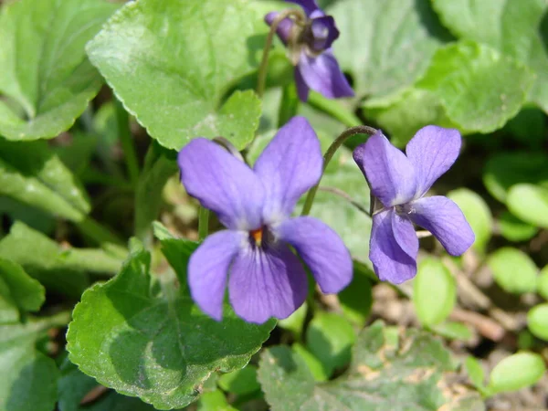 Viola Reichenbachiana Viola Planta Com Flores Multicoloridas Violeta Comum Viola — Fotografia de Stock