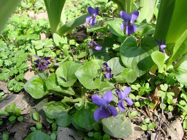 Viola Reichenbachiana Vagyok Viola Növény Többszínű Virágok Közönséges Ibolya Viola — Stock Fotó