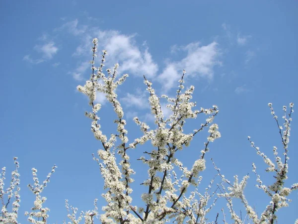 Weiße Blüten Auf Einem Zweig Schlehe Blüht Zeitigen Frühling — Stockfoto