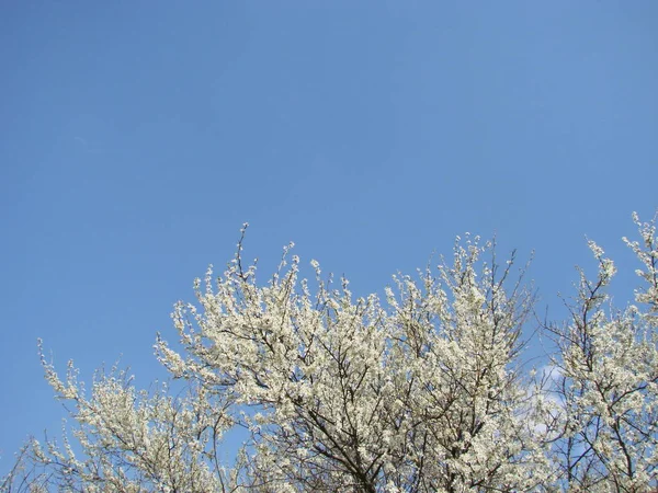 Vita Blommor Gren Blackthorn Blomma Tidigt Ren — Stockfoto