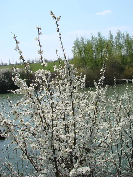 Flores Blancas Una Rama Espino Negro Flor Principios Primavera — Foto de Stock