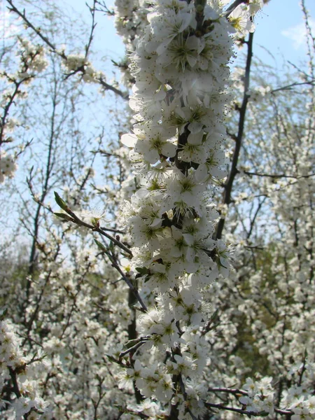Flores Brancas Ramo Blackthorn Flor Início Primavera — Fotografia de Stock