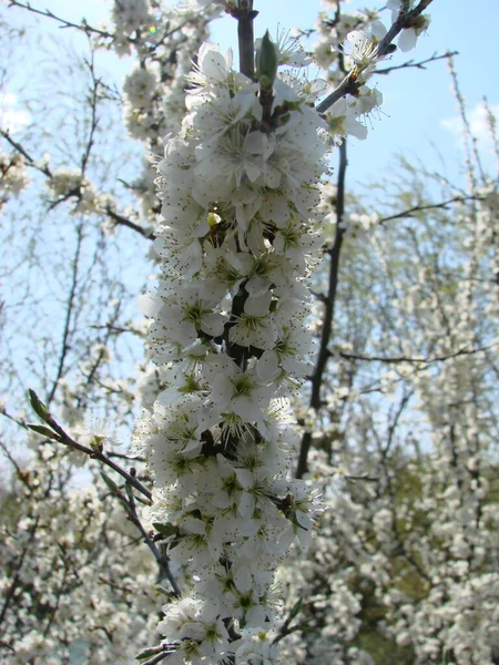 枝に白い花を咲かせ 早春に花を咲かせます — ストック写真