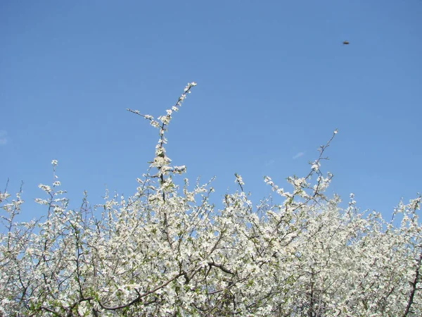 Weiße Blüten Auf Einem Zweig Schlehe Blüht Zeitigen Frühling — Stockfoto